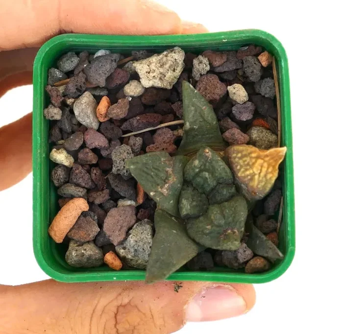 Ariocarpus fissuratus cv GODZILLA Saldi