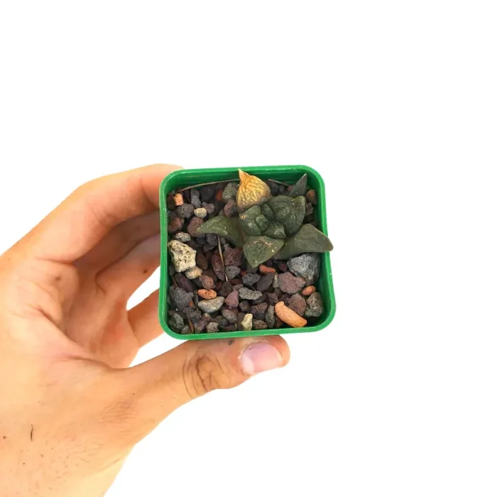 Ariocarpus fissuratus cv GODZILLA Saldi - immagine 2