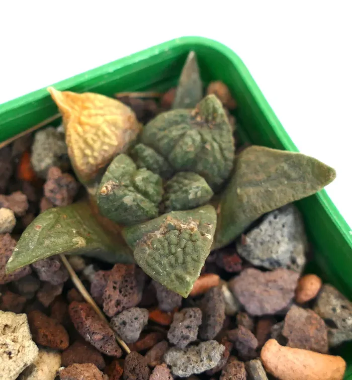 Ariocarpus fissuratus cv GODZILLA Saldi - immagine 3