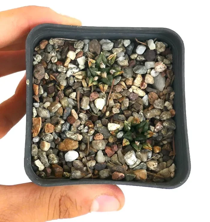 Ariocarpus kotschoubeyanus var. macdowelli BF4 - immagine 2