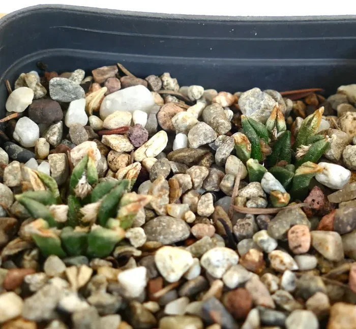 Ariocarpus kotschoubeyanus var. macdowelli BF4 - immagine 3