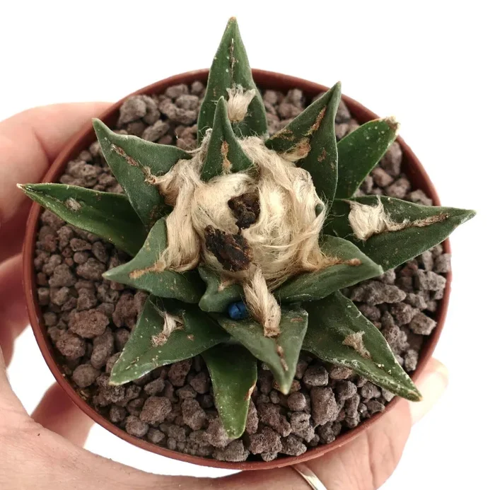 Ariocarpus kotschoubeyanus X trigons (1PIN) - immagine 2