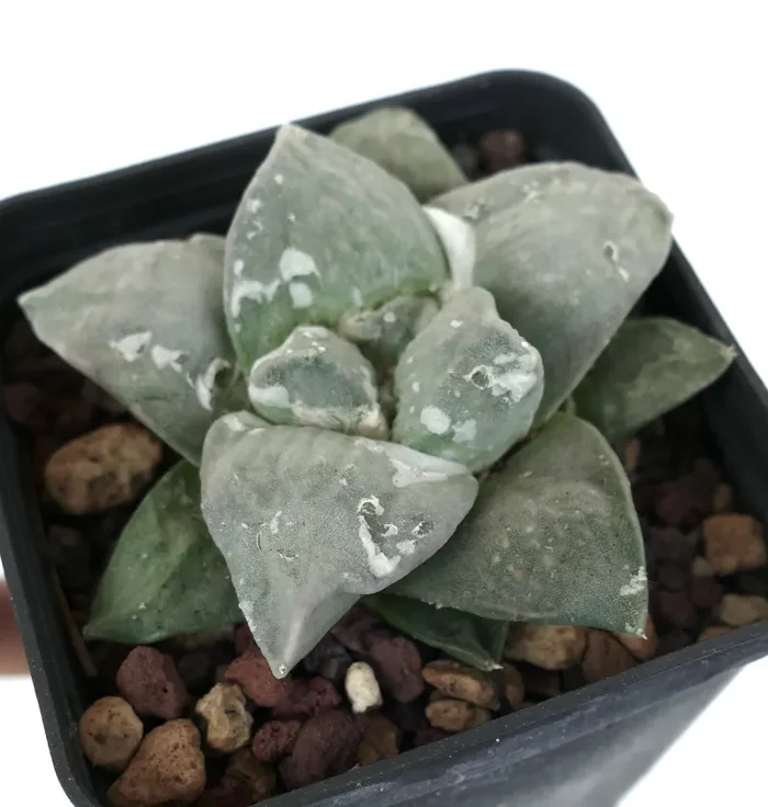 Ariocarpus retusus cv FRUMUDOSU X Ariocarpus GREY CAULIFLOWER Saldi