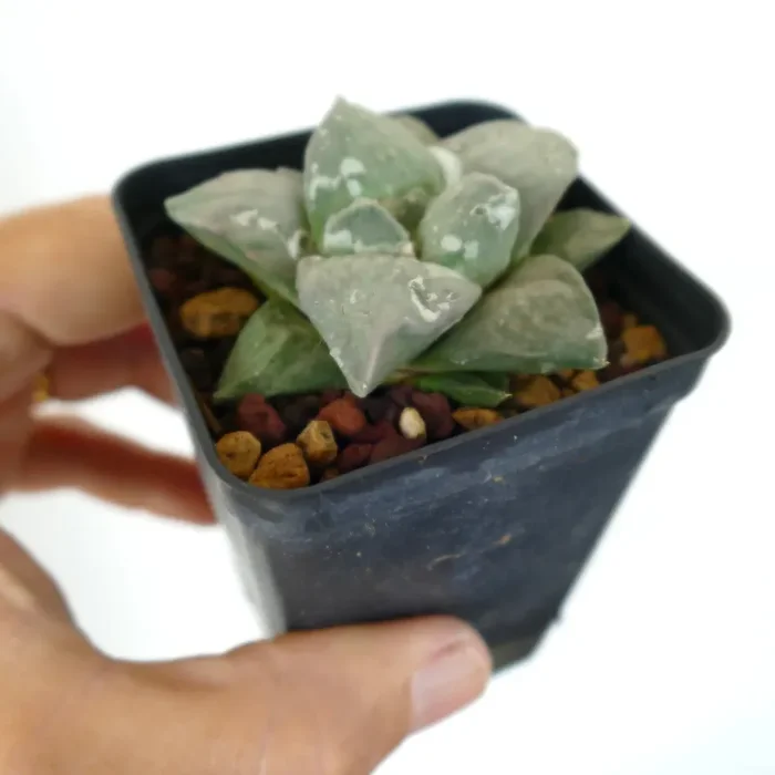 Ariocarpus retusus cv FRUMUDOSU X Ariocarpus GREY CAULIFLOWER Saldi - immagine 2