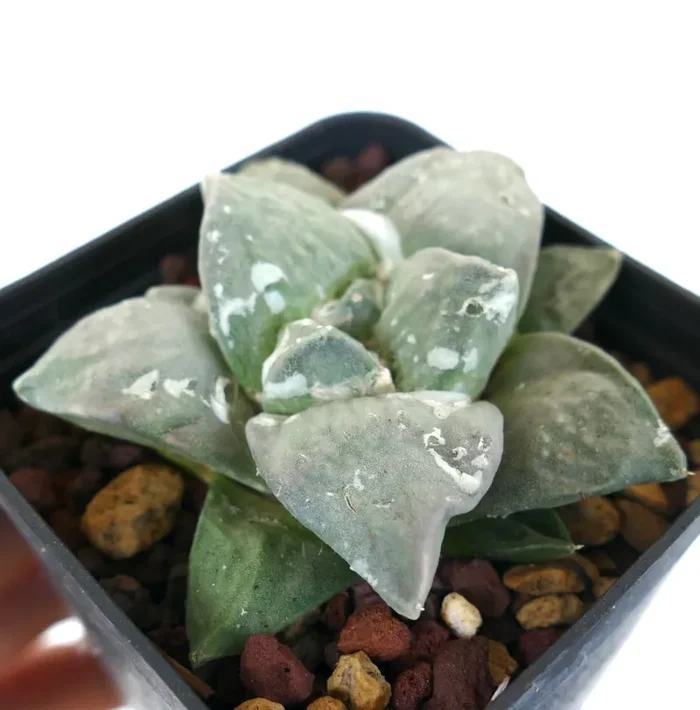 Ariocarpus retusus cv FRUMUDOSU X Ariocarpus GREY CAULIFLOWER Saldi - immagine 3