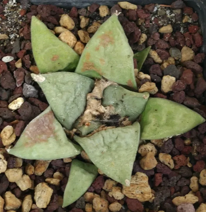 Ariocarpus retusus GREEN STAR x Ariocarpus CAULIFLOWER