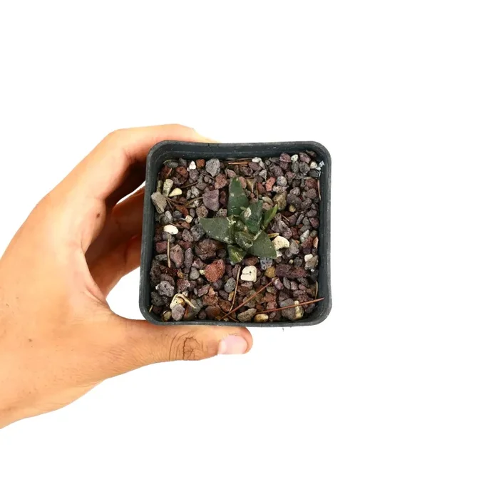 Ariocarpus retusus X Ariocarpus trigonus - immagine 2