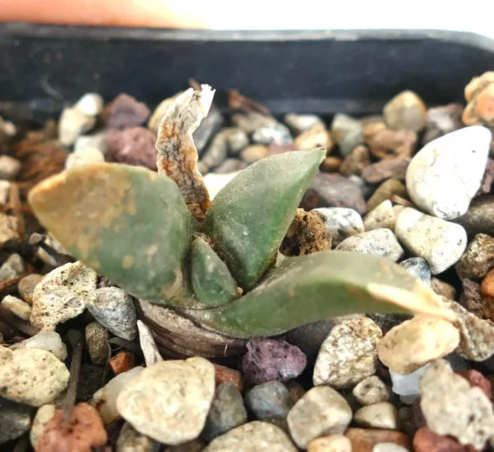 Ariocarpus retusus X Ariocarpus trigonus Vendita calda
