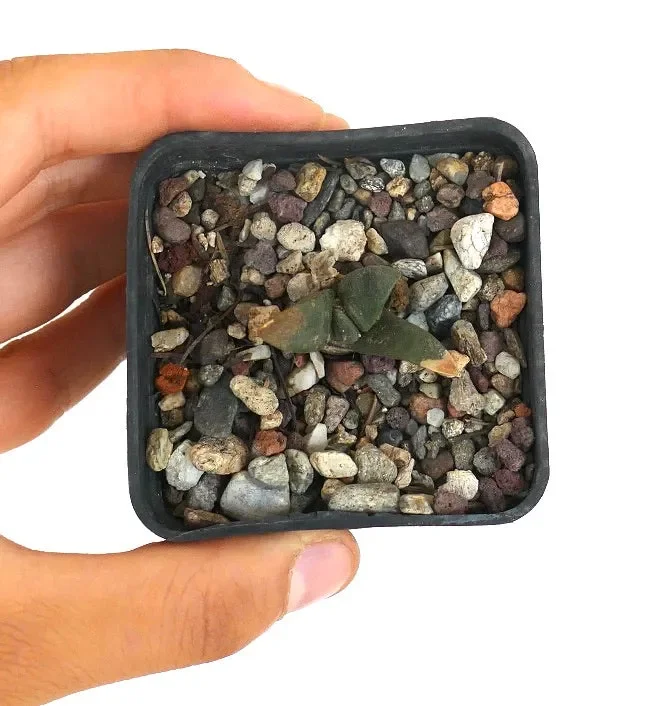 Ariocarpus retusus X Ariocarpus trigonus Vendita calda - immagine 3