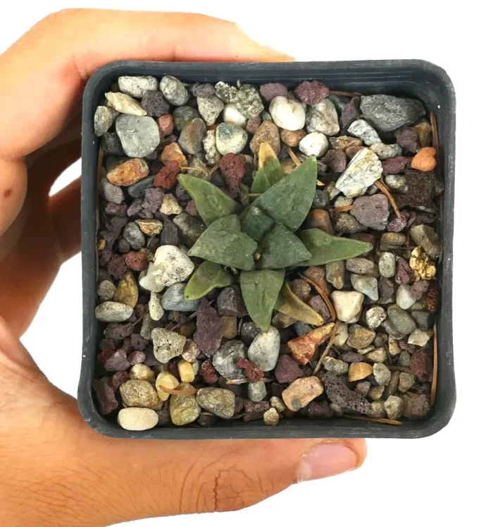 Ariocarpus retusus X retusus CAULIFLOWER - immagine 3