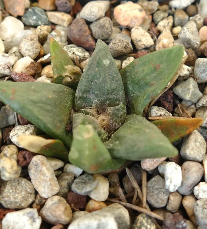 Ariocarpus retusus X scapharostroides Sconti