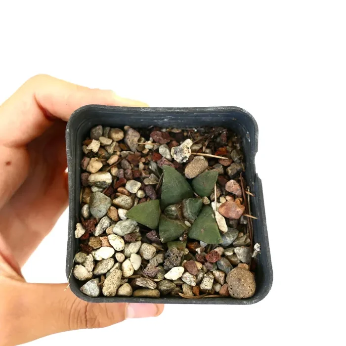 Ariocarpus trigonus MAJOR - immagine 3