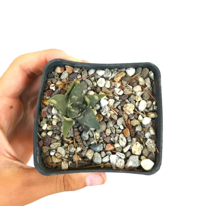 Ariocarpus trigonus MAJOR - immagine 2