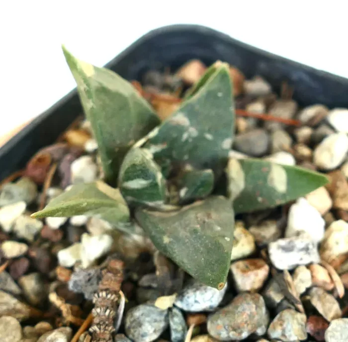 Ariocarpus trigonus MAJOR - immagine 3