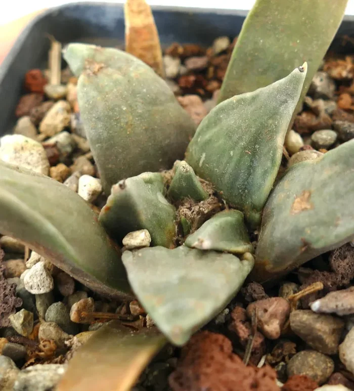 Arioocarpus retusus X Ariocarpus trigonus - immagine 2