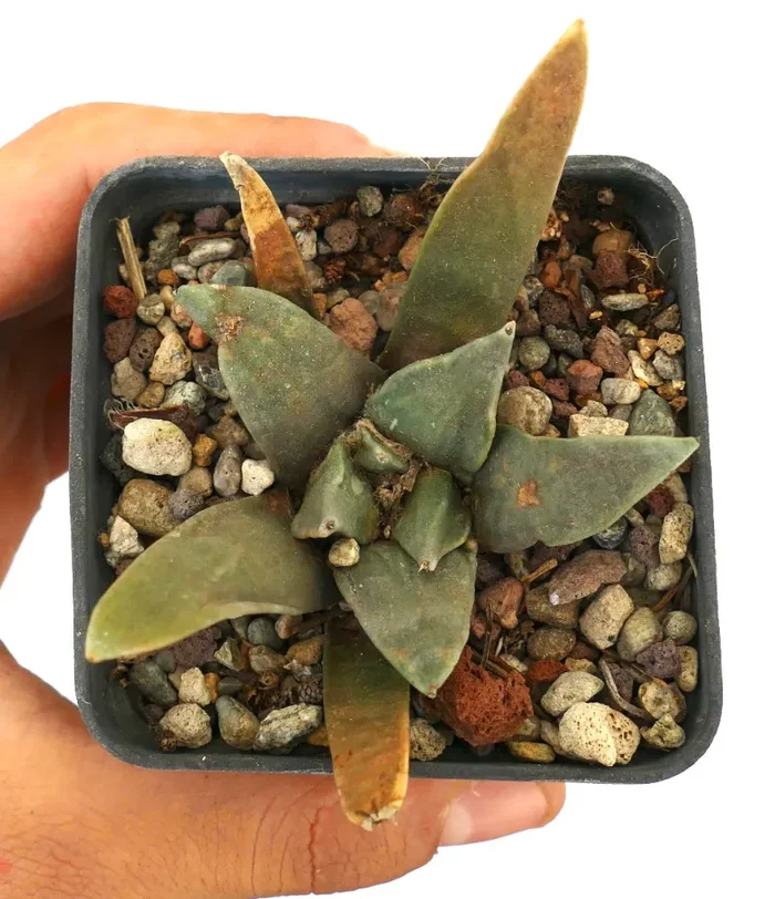 Arioocarpus retusus X Ariocarpus trigonus - immagine 3