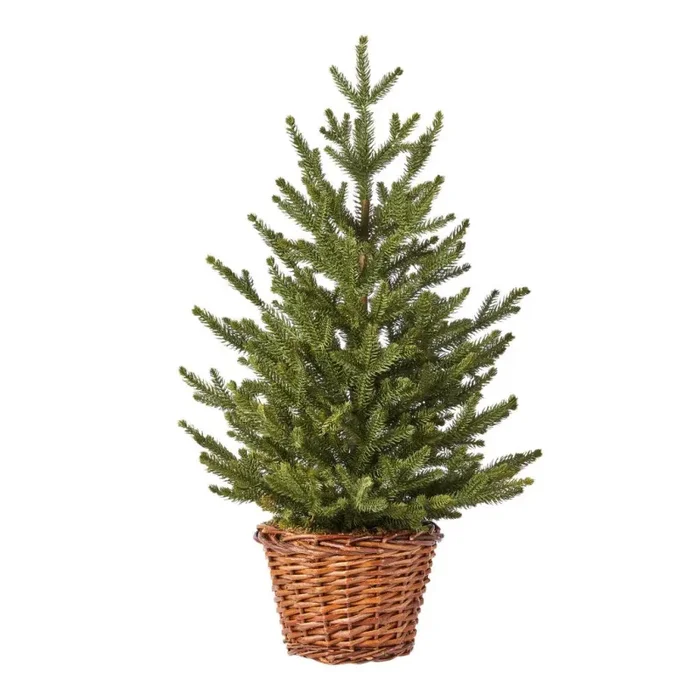 ARPIMEX Albero di Natale Pinetto Scotch con Cesto 65 Cm Moda