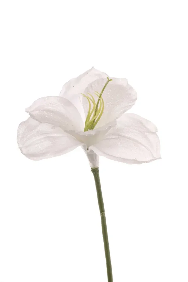 ARPIMEX Amarillys H 65 Cm Bianco