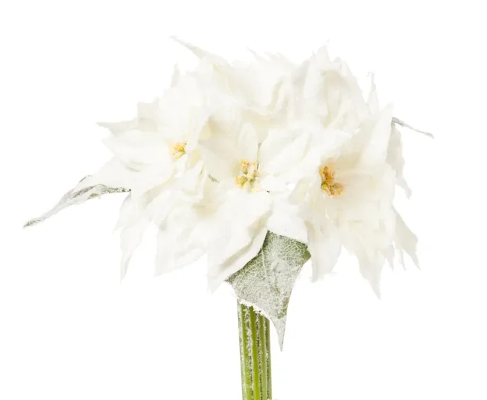 ARPIMEX Bouquet 7 Stelle di Natale Poinsettie 30 Cm Bianco Vendita calda online