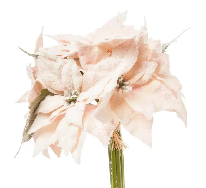 ARPIMEX Bouquet 7 Stelle di Natale Poinsettie 30 Cm Cipria