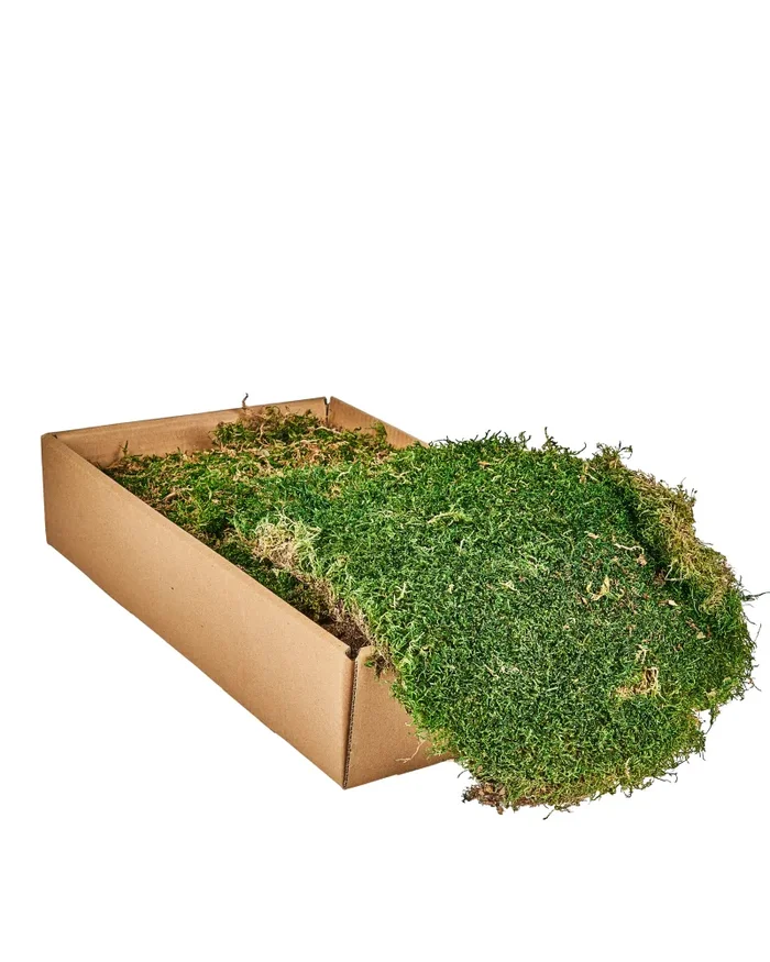 ARPIMEX Box Muschio Natale 500 Gr