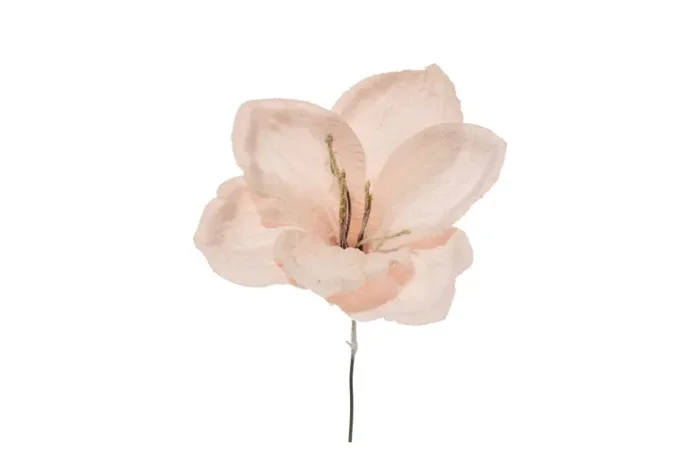 ARPIMEX Pick Amaryllis Innevato Natale 23 Cm Cipria