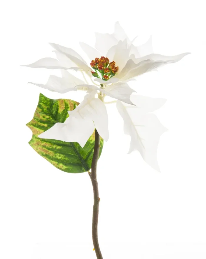 ARPIMEX Pick Natale Poinsettia 30 Cm Bianco