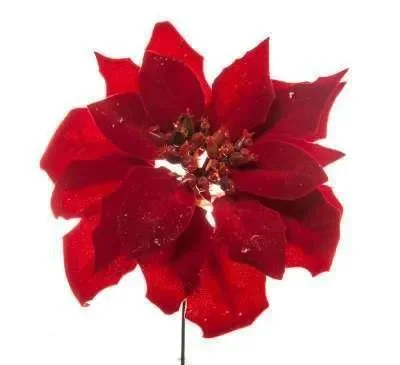 ARPIMEX Pick Natale Poinsettia Stella di Natale
