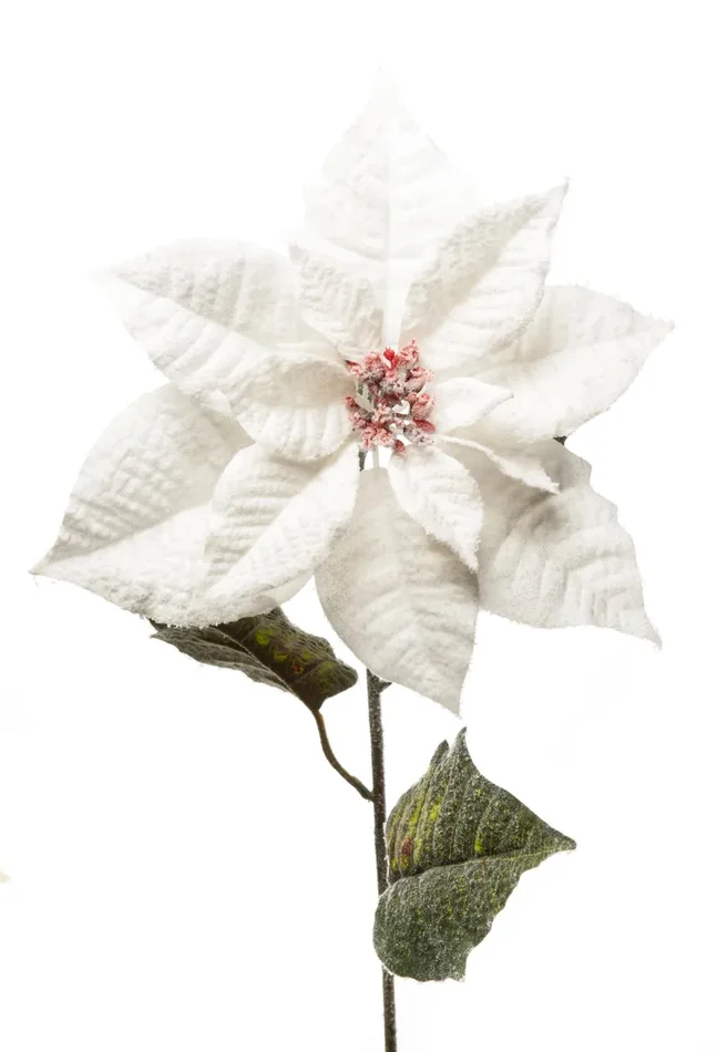ARPIMEX Poinsettia Stella di Natale Innevata H 80 Cm Bianco