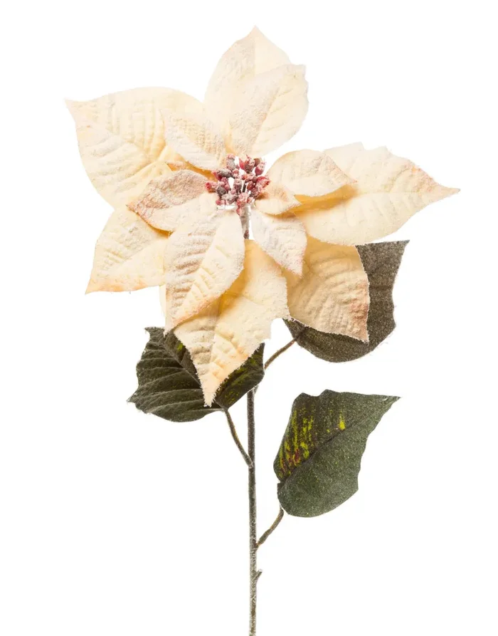 ARPIMEX Poinsettia Stella di Natale Innevata H 80 Cm Miele Vendita calda online