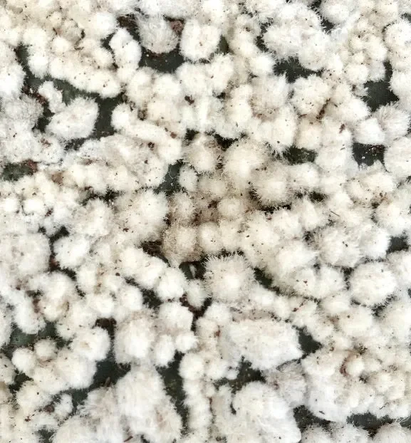 Astrophytum asterias cv HANAZONO - immagine 2