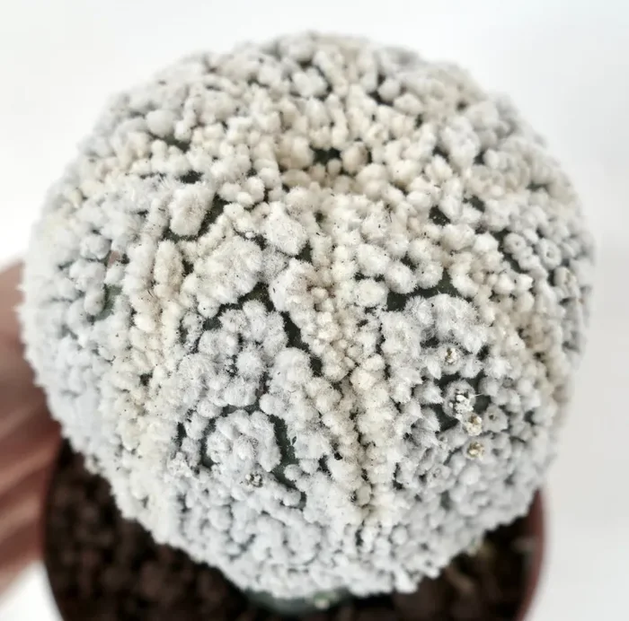 Astrophytum asterias cv HANAZONO - immagine 3