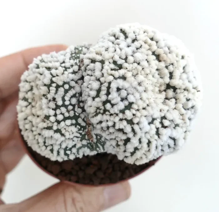 Astrophytum asterias cv HANAZONO