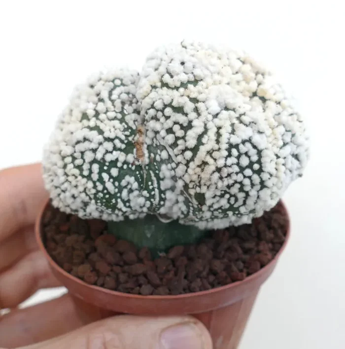 Astrophytum asterias cv HANAZONO - immagine 2