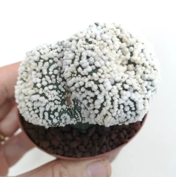 Astrophytum asterias cv HANAZONO - immagine 3