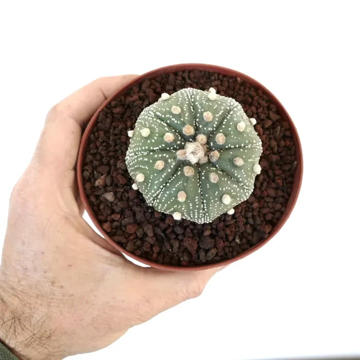 Astrophytum asterias cv OIBBO STAR-SHAPE MPS1 - immagine 2