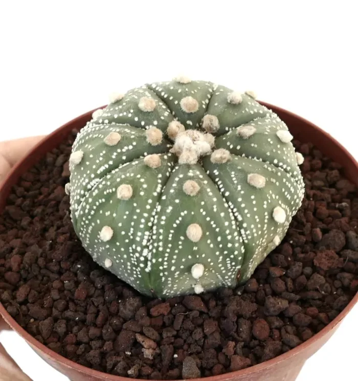 Astrophytum asterias cv OIBBO STAR-SHAPE MPS1 - immagine 3