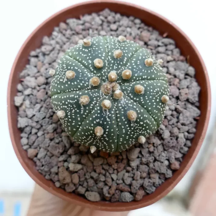 Astrophytum asterias cv OIBBO x mulipunctatum 47