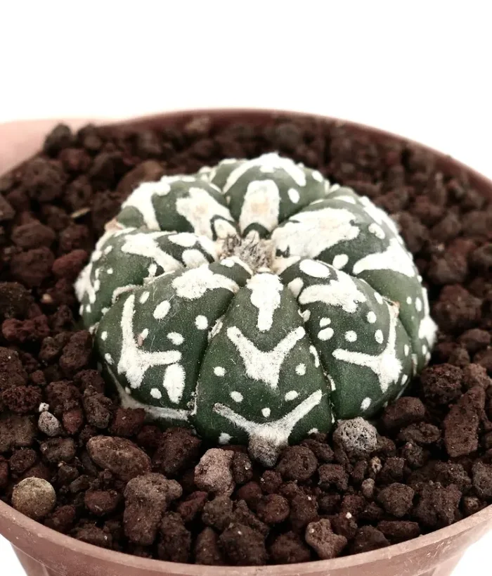 Astrophytum asterias cv SUPERKABUTO V-TYPE MAJOR - immagine 2