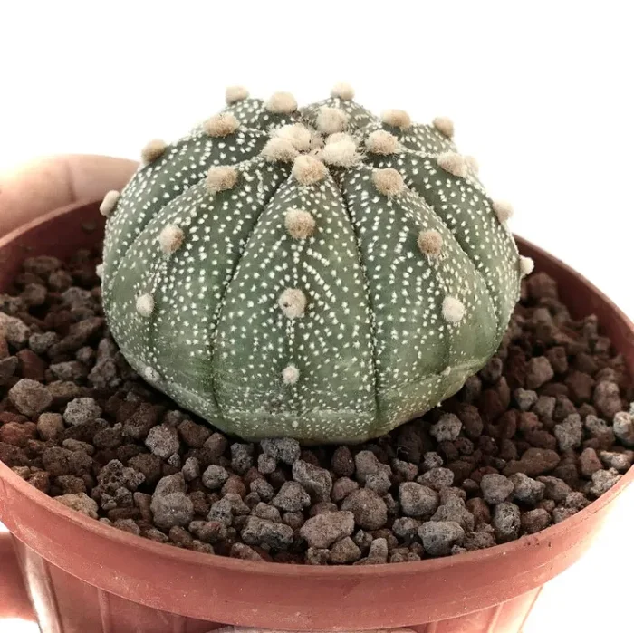 Astrophytum asterias form multipunctatum 6cm VG7 - immagine 2
