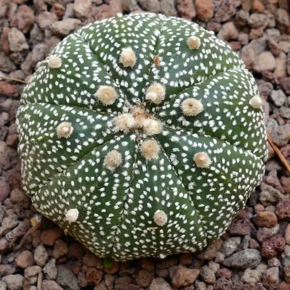 Astrophytum asterias MULTIPUNCTATUM x OIBBO STAR-SHAPE 25 Vendita calda online