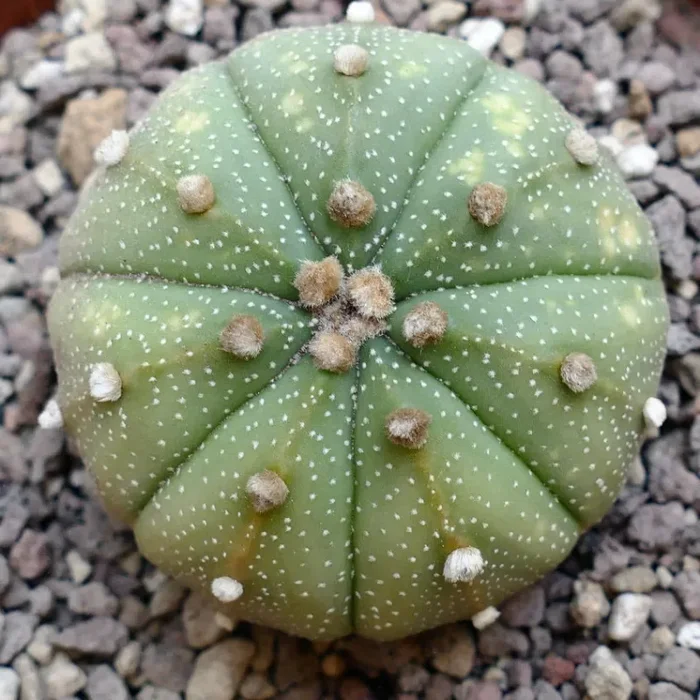 Astrophytum asterias slightly VARIEGATED