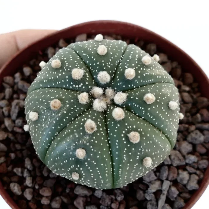 Astrophytum asterias TAMAULIPAS x OIBBO 71N Vendita online