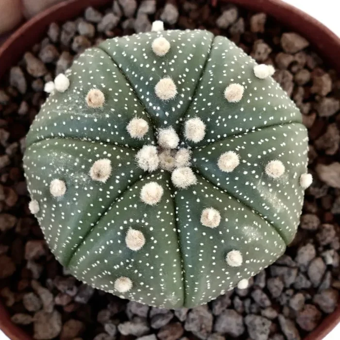 Astrophytum asterias TAMAULIPAS x OIBBO 71N Vendita online - immagine 2
