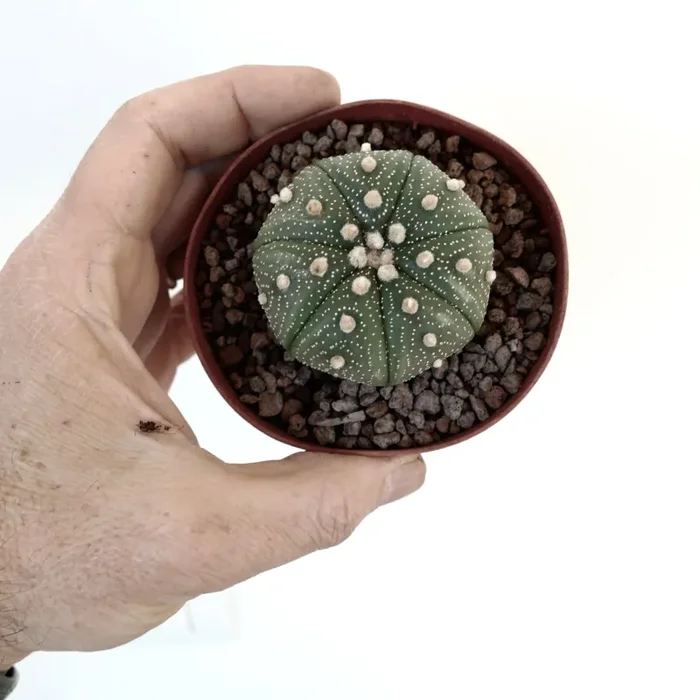 Astrophytum asterias TAMAULIPAS x OIBBO 71N Vendita online - immagine 3