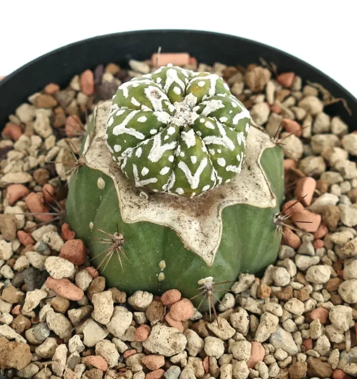 Astrophytum asterias V-TYPE ZML - immagine 2