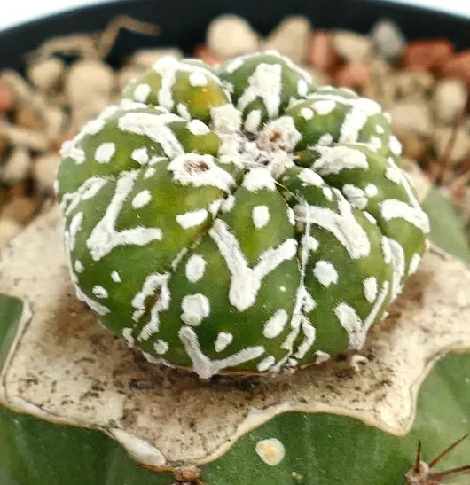 Astrophytum asterias V-TYPE ZML - immagine 3