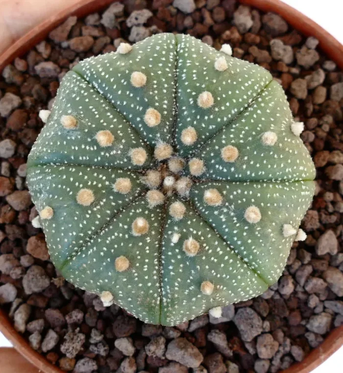 Astrophytum asterias var. asterias STAR SHAPE 6cm Z3 Online