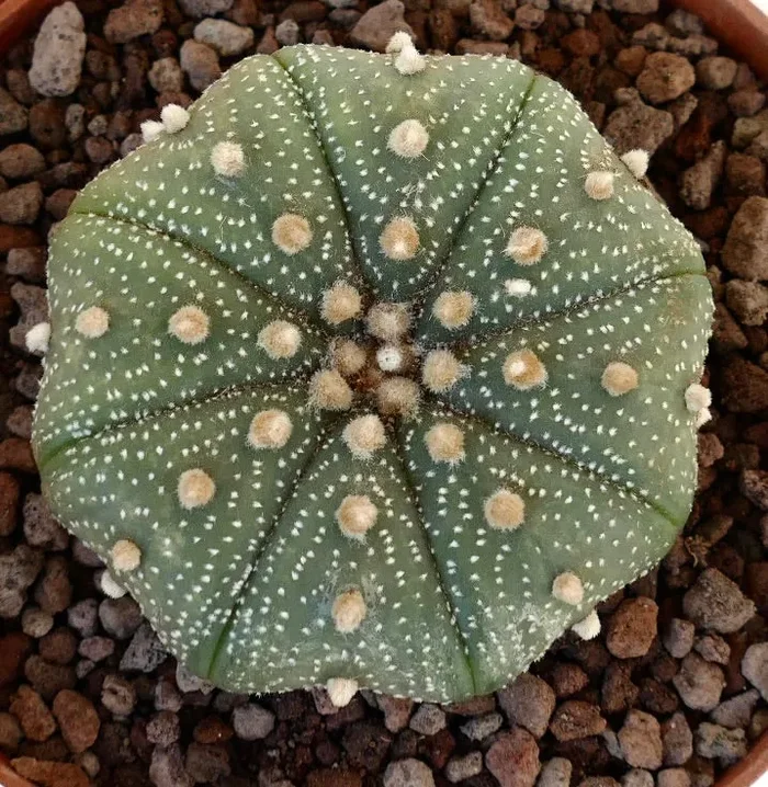 Astrophytum asterias var. asterias STAR SHAPE 6cm Z3 Online - immagine 3