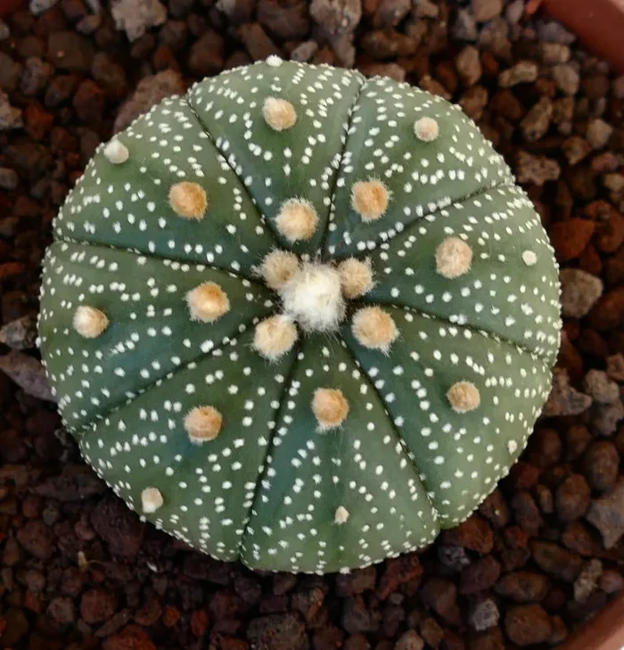 Astrophytum asterias VG6 Sconti